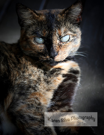 Little Miss Attitude