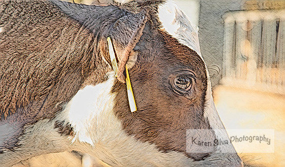 Cow Rescue 2019