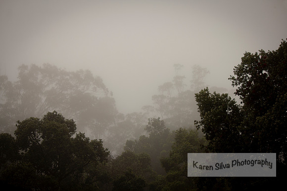 Misty Morning