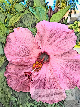 Pink Hibiscus