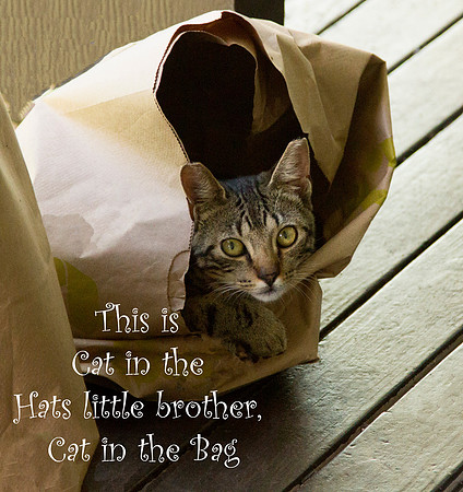 Cat in the Bag