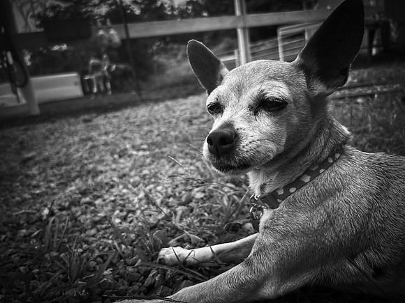 Daisy